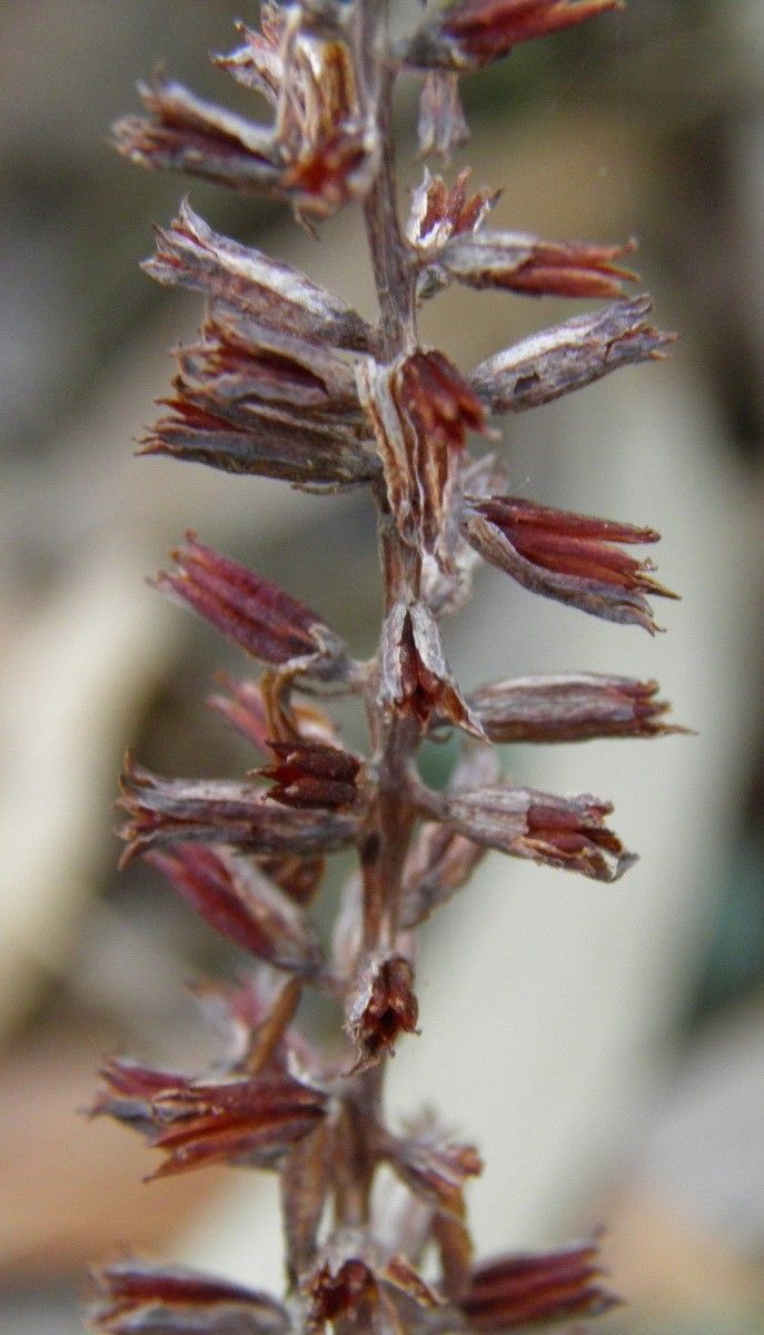 Umbilicus gaditanus other