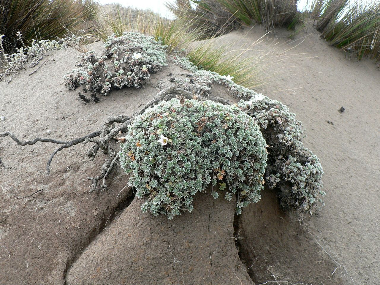 Geranium ecuadoriense — search result for 'Geraniaceae'
