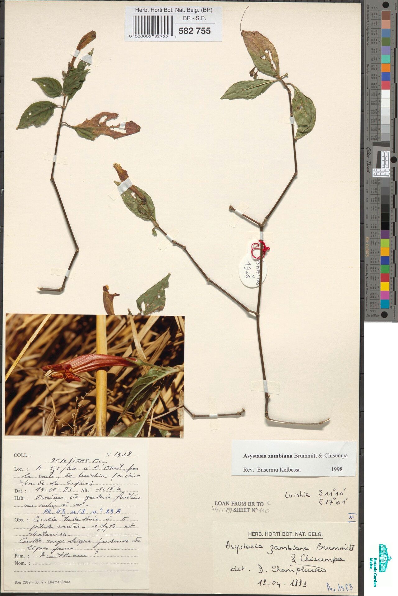 Asystasia zambiana — search result for 'Asystasia'