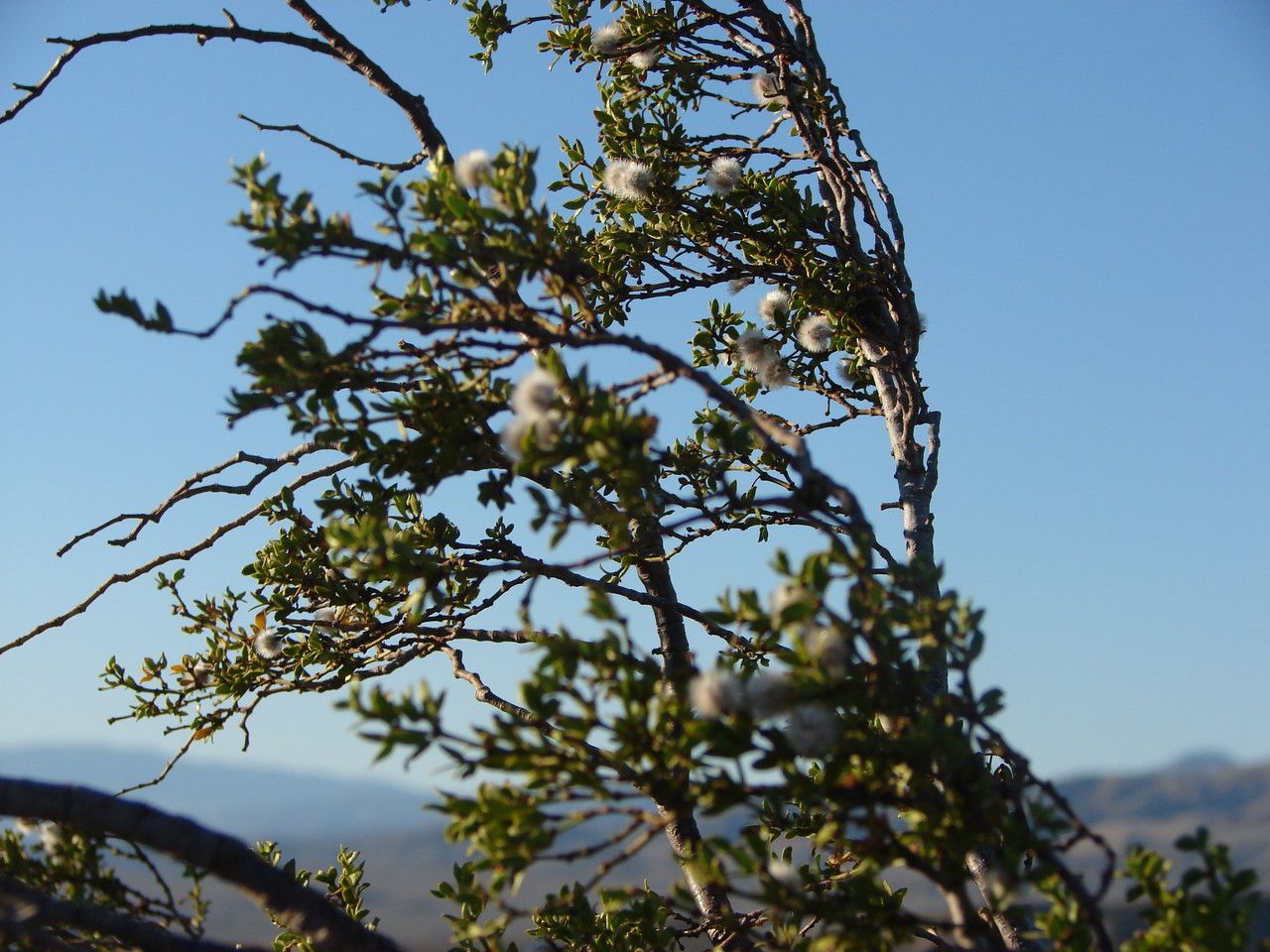 Larrea tridentata flower