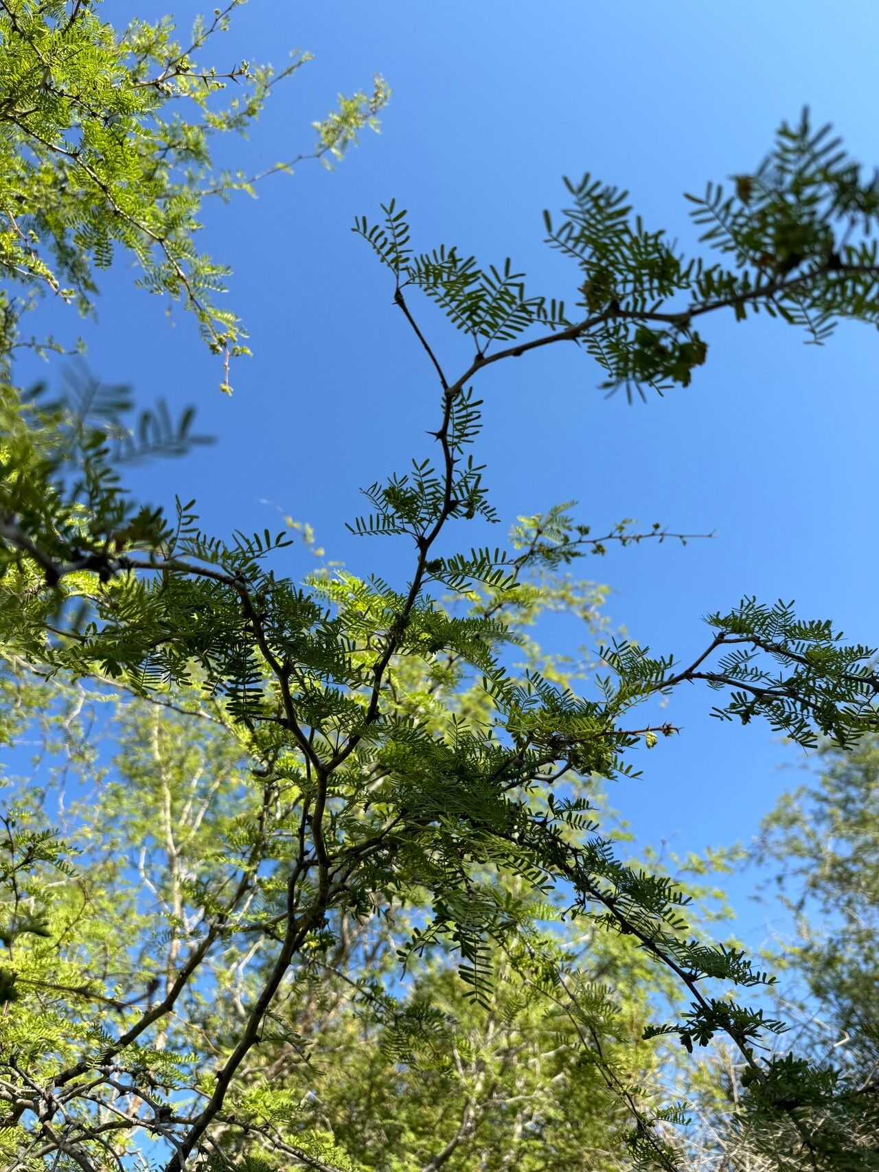 Vachellia viguieri leaf