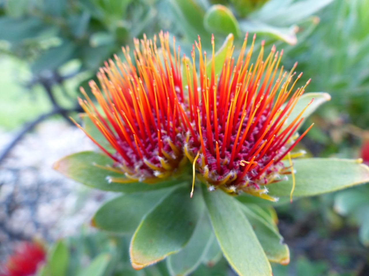 Leucospermum oleaefolium flower