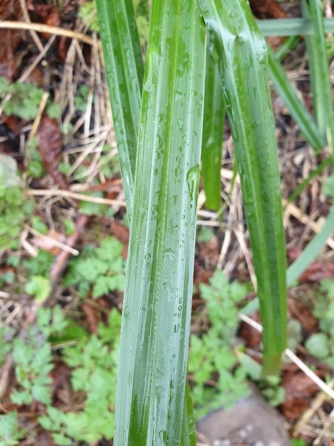 Carex foetida — houseplant care guide