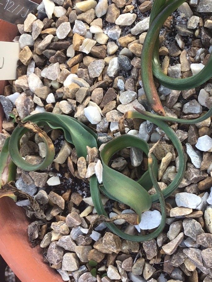 Bellevalia mauritanica — search result for 'Bellevalia'