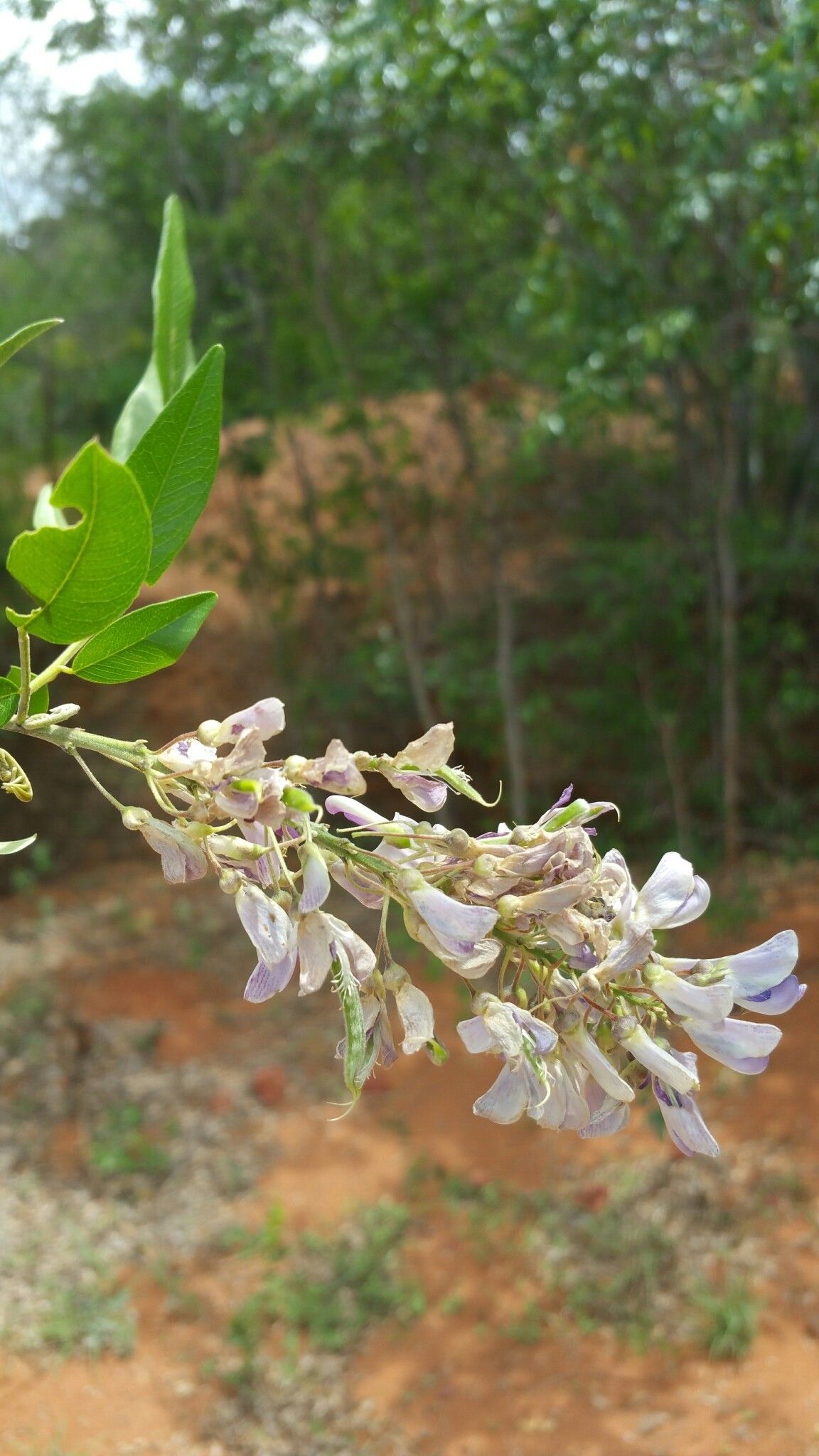Mundulea menabeensis flower