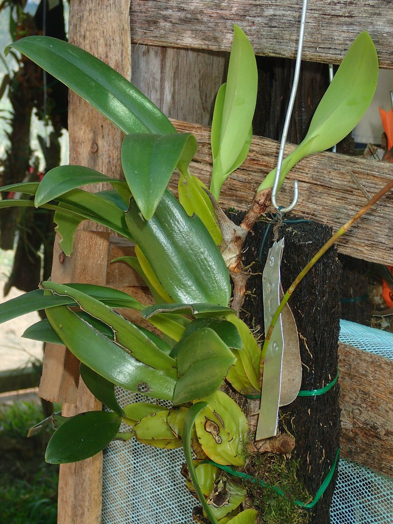 Bulbophyllum hirsutiusculum — houseplant care guide