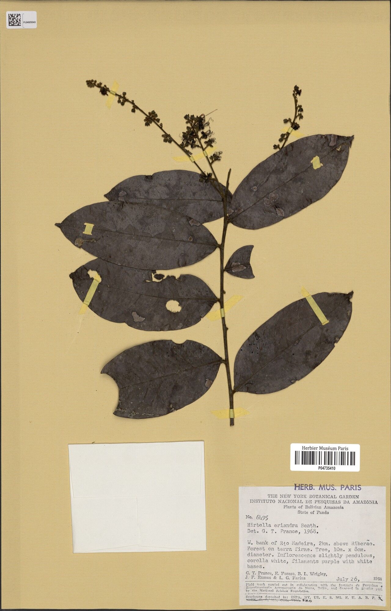 Hirtella eriandra — houseplant care guide