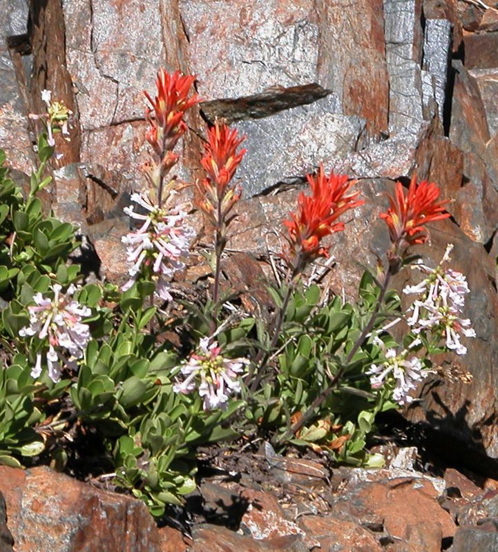 Penstemon tracyi habit