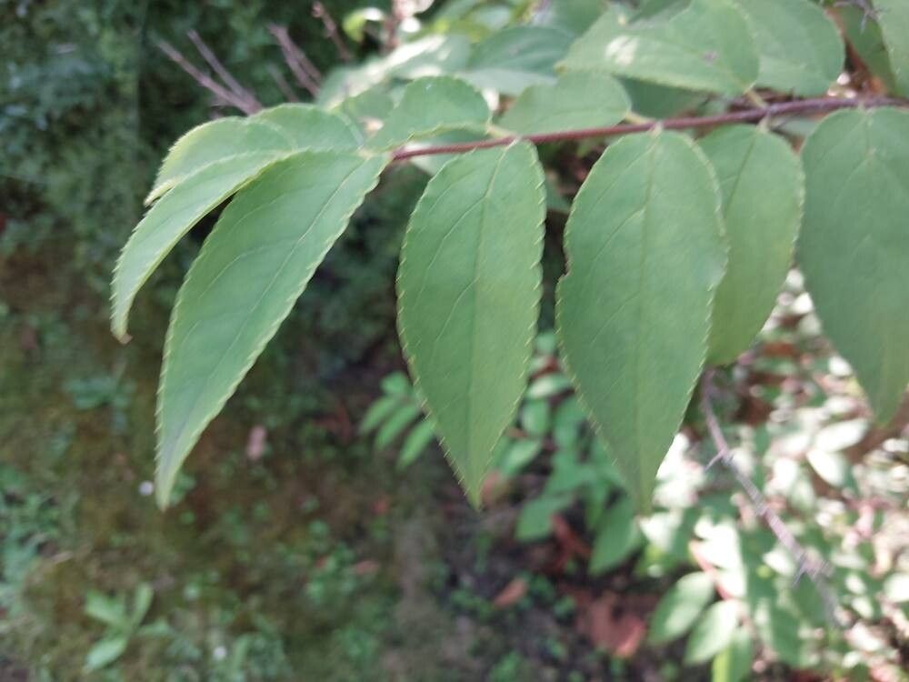 Deutzia taiwanensis leaf