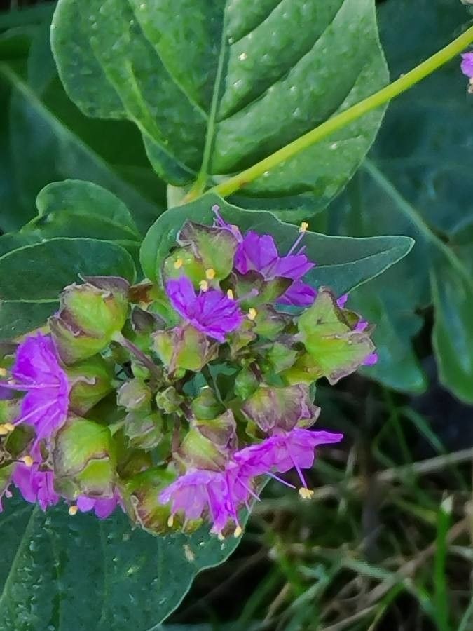 Mirabilis nyctaginea flower