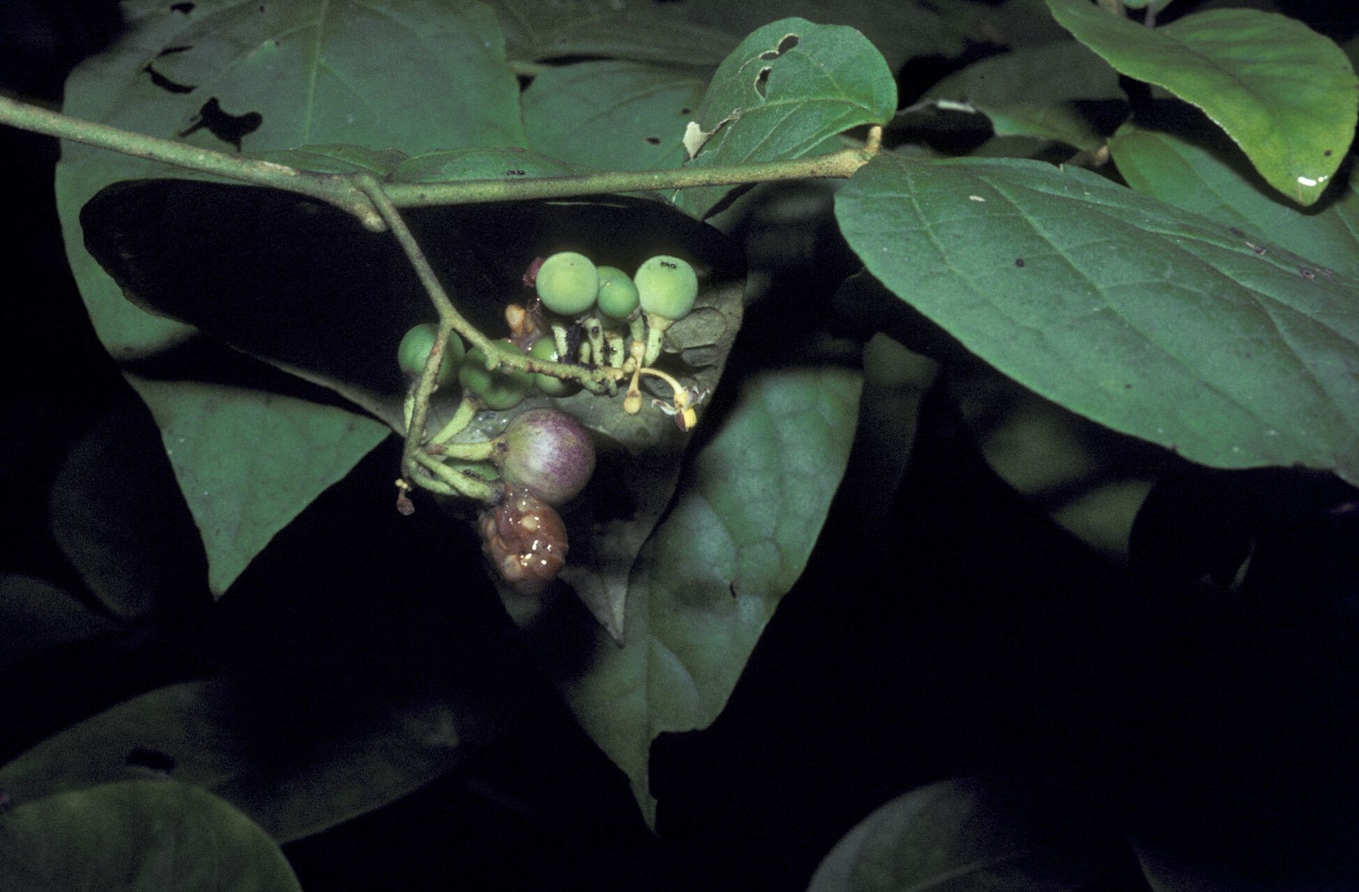 Solanum schlechtendalianum fruit