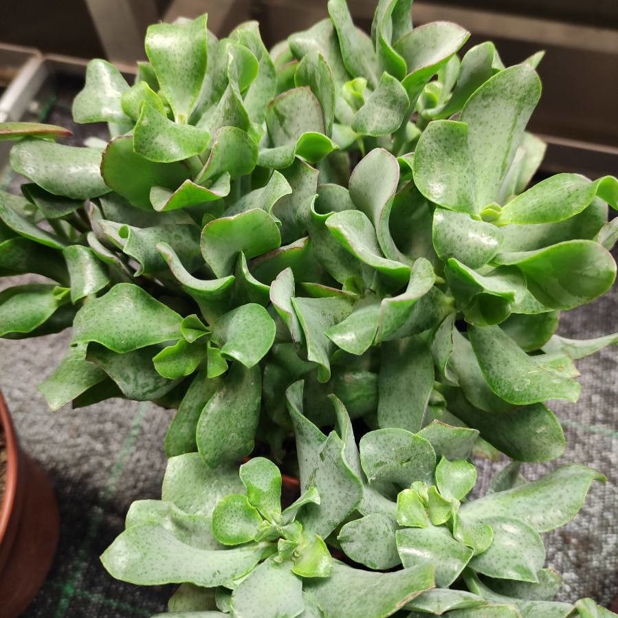 Crassula undulata habit