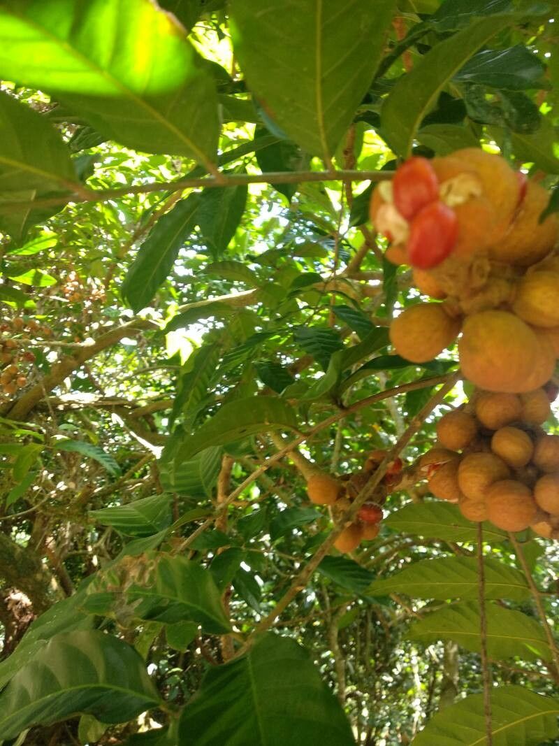 Guarea macrophylla fruit
