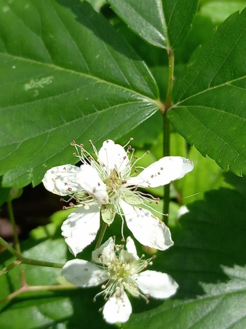 Rubus hispidus flower