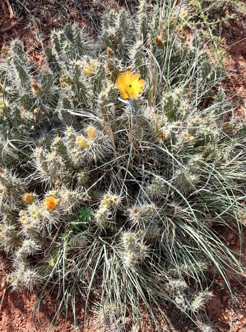 Opuntia microdisca habit