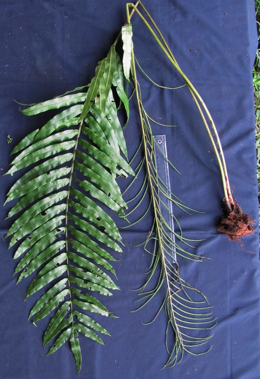 Blechnum schiedeanum — houseplant care guide