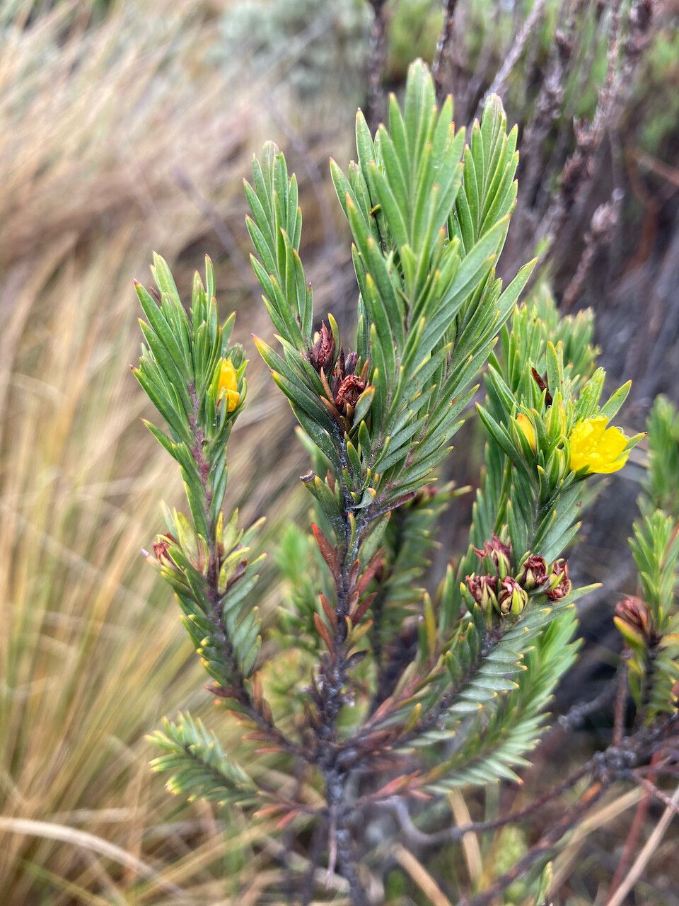 Hypericum lancioides leaf