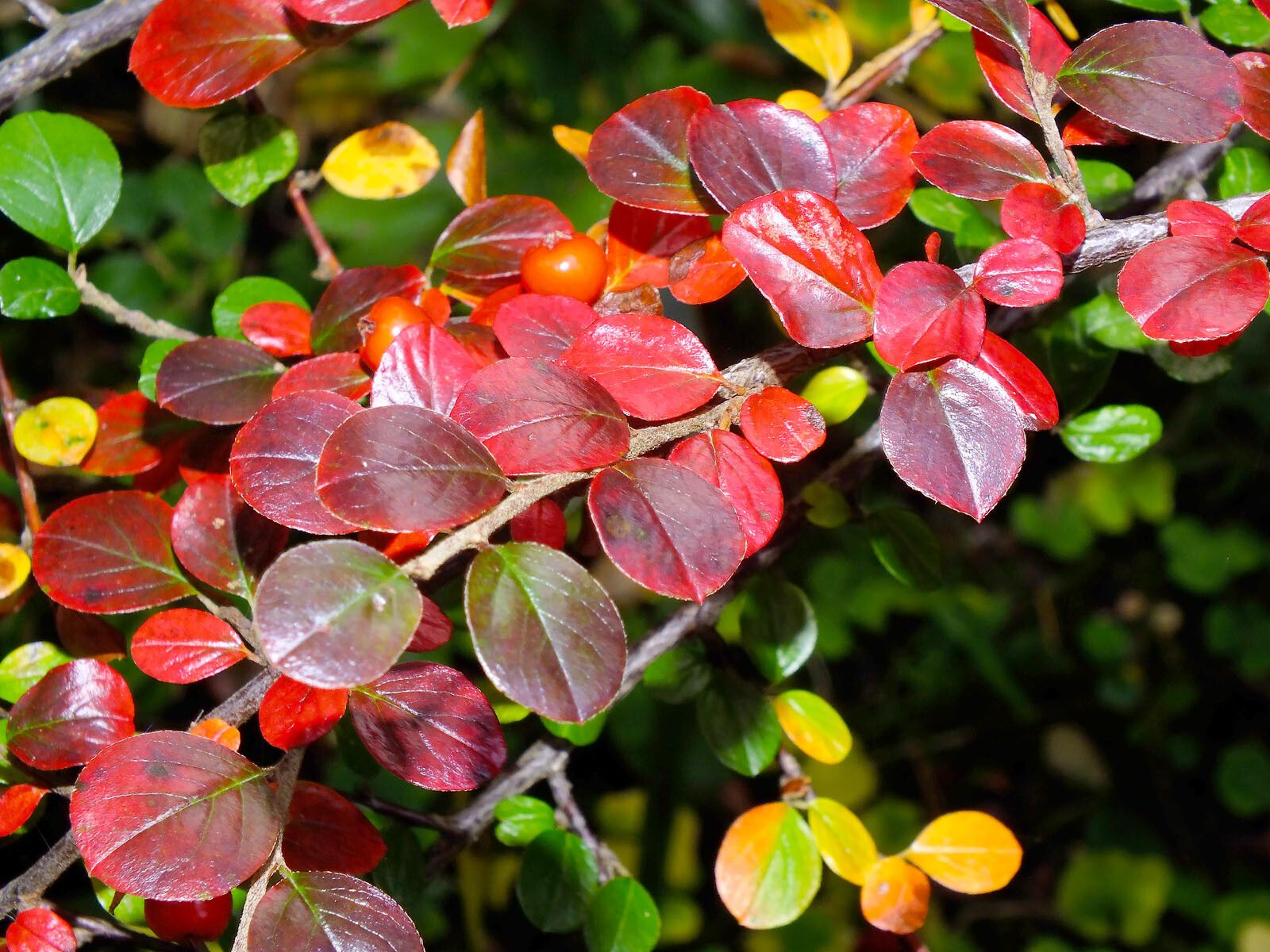 Cotoneaster hjelmqvistii leaf