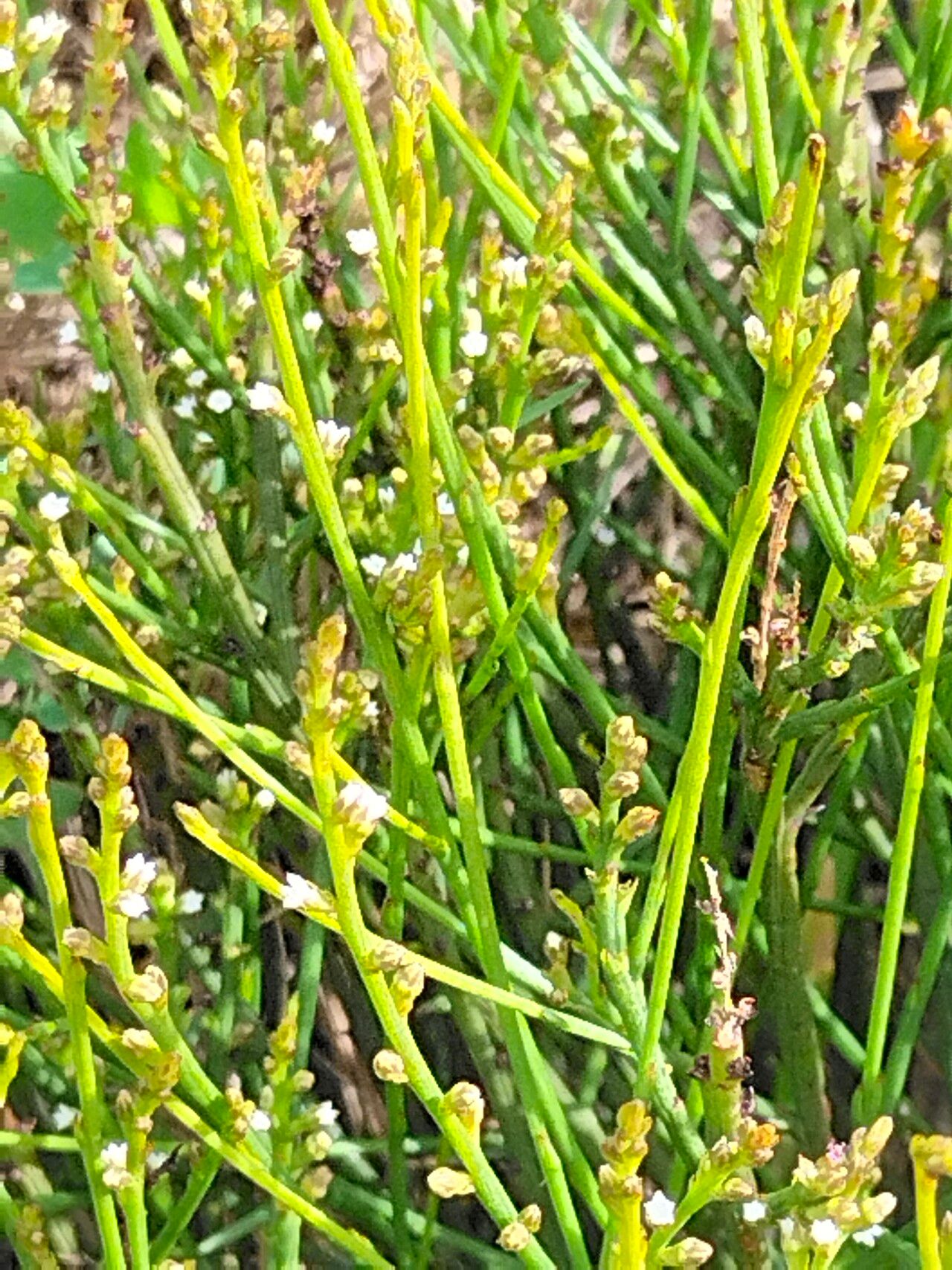 Thesium strictum bark