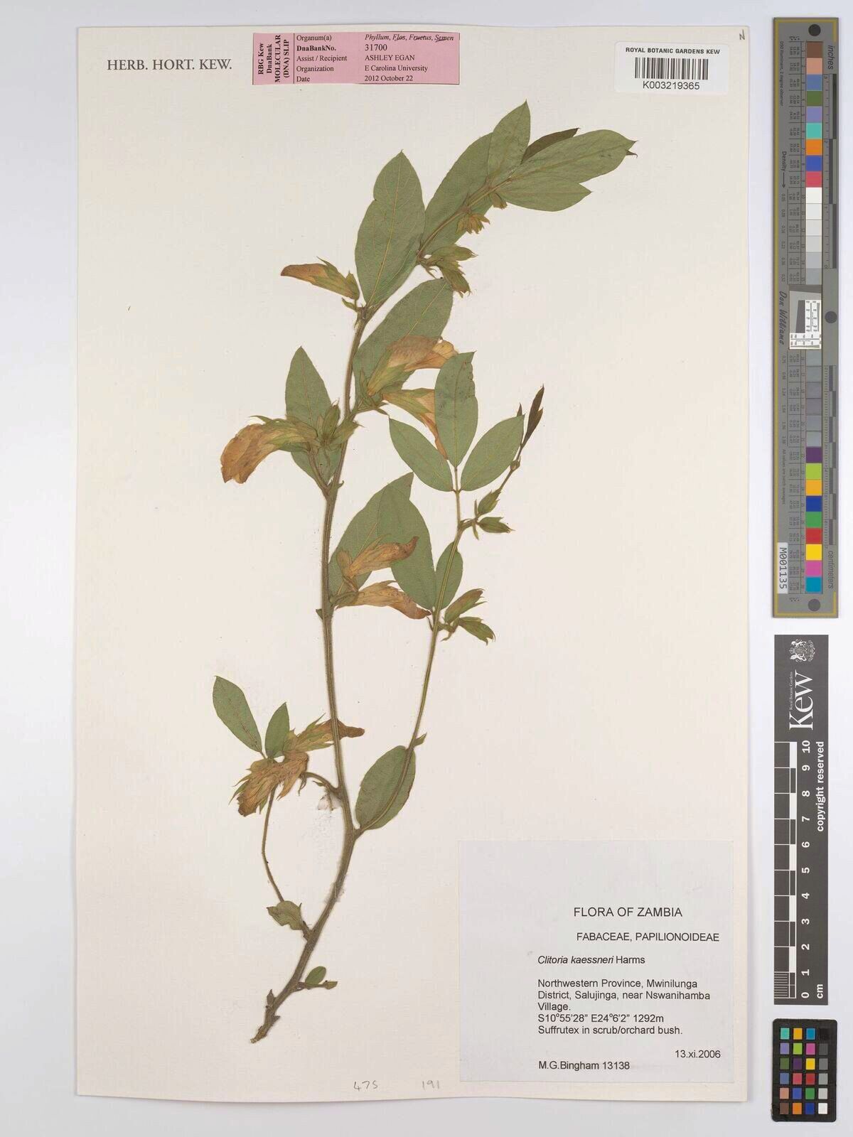 Clitoria kaessneri — houseplant care guide