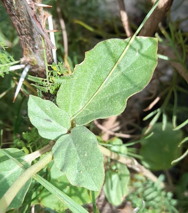 Boerhavia pulchella — search result for 'Boerhavia'