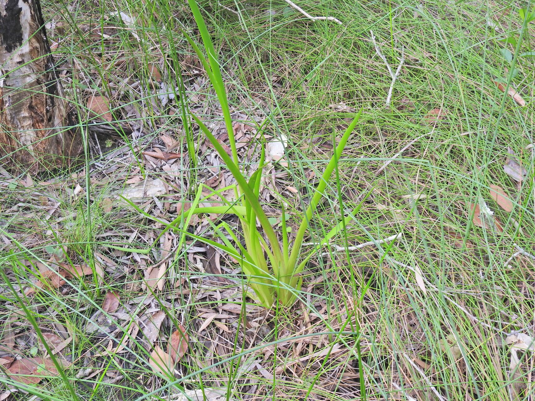 Philydrum lanuginosum — houseplant care guide