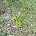 Philydrum lanuginosum