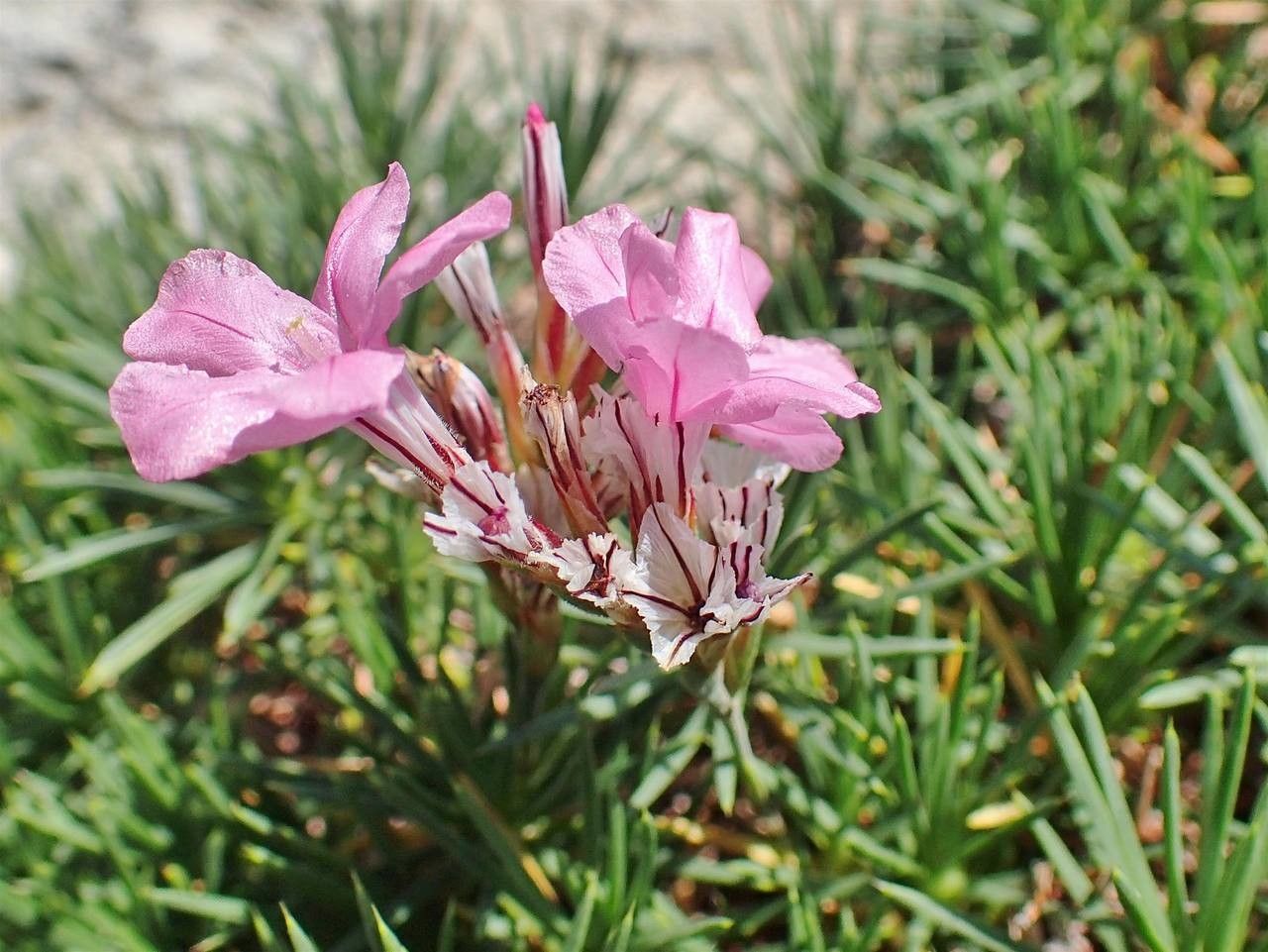 Acantholimon ulicinum flower