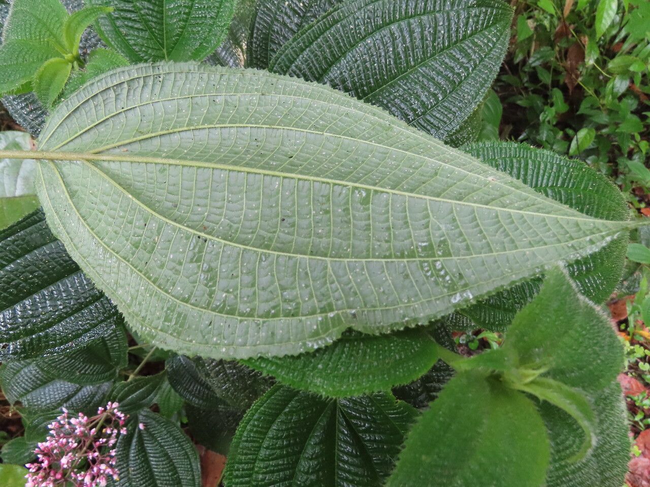 Miconia subcrustulata leaf