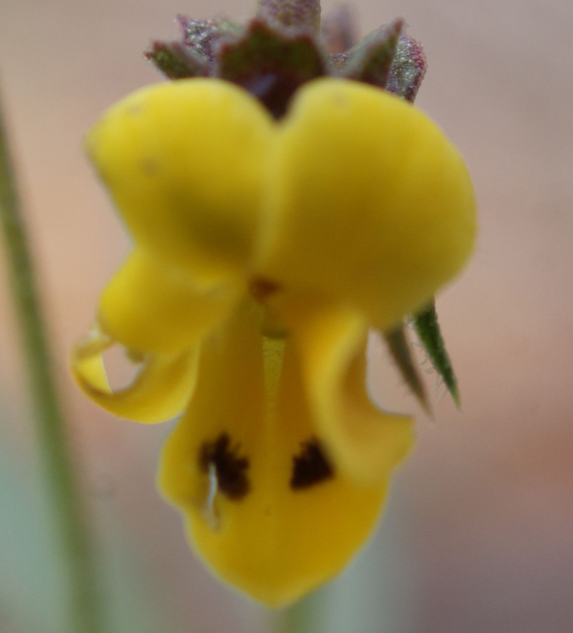 Viola scorpiuroides flower