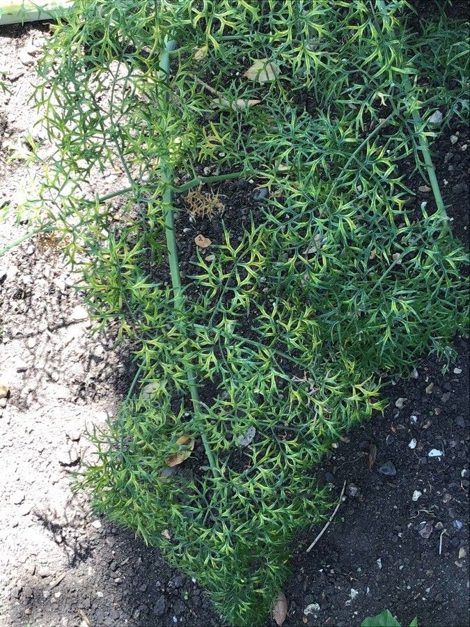 Ferula assa-foetida — related species from the same genus