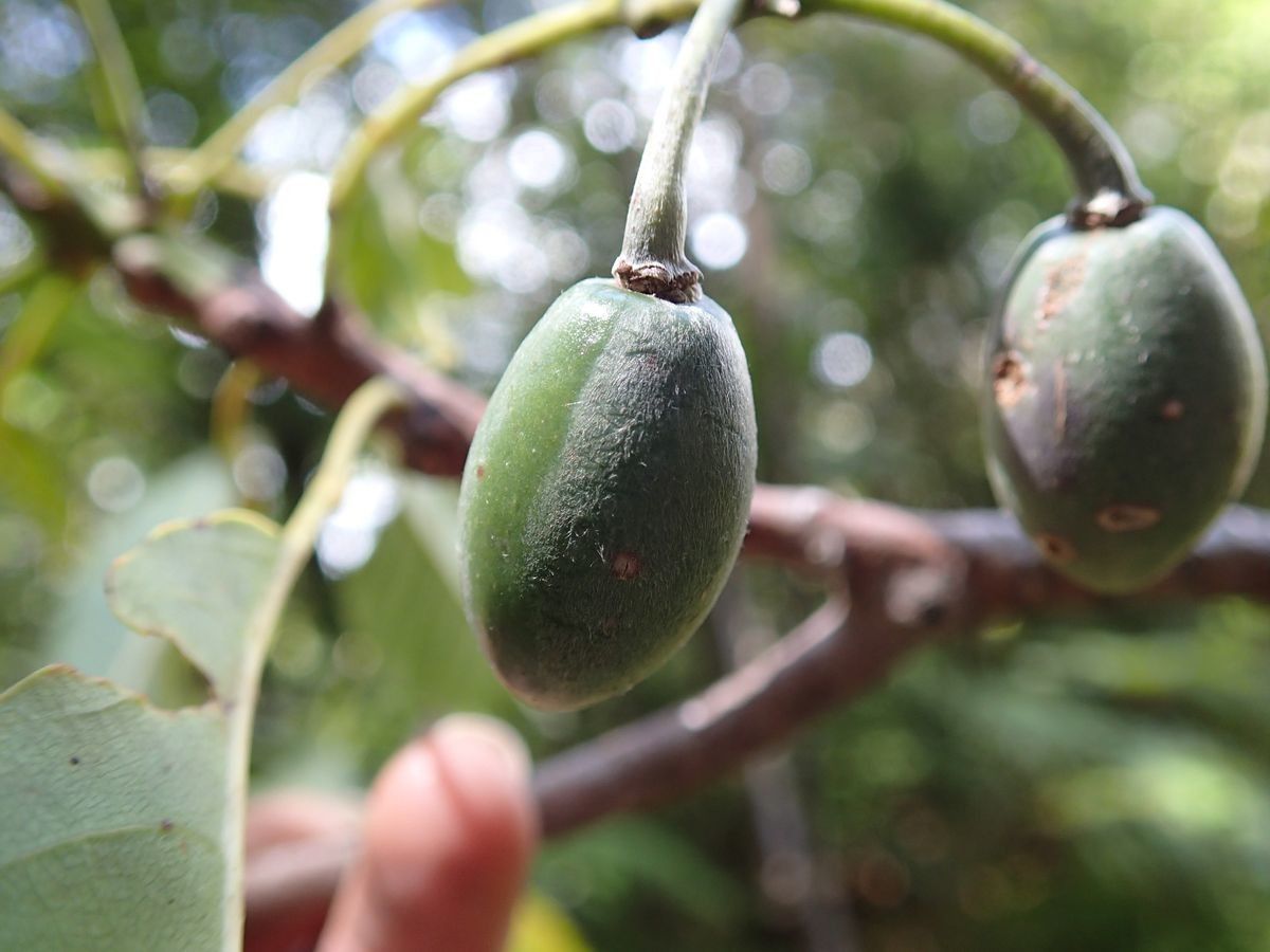 Elaeocarpus castaneifolius fruit