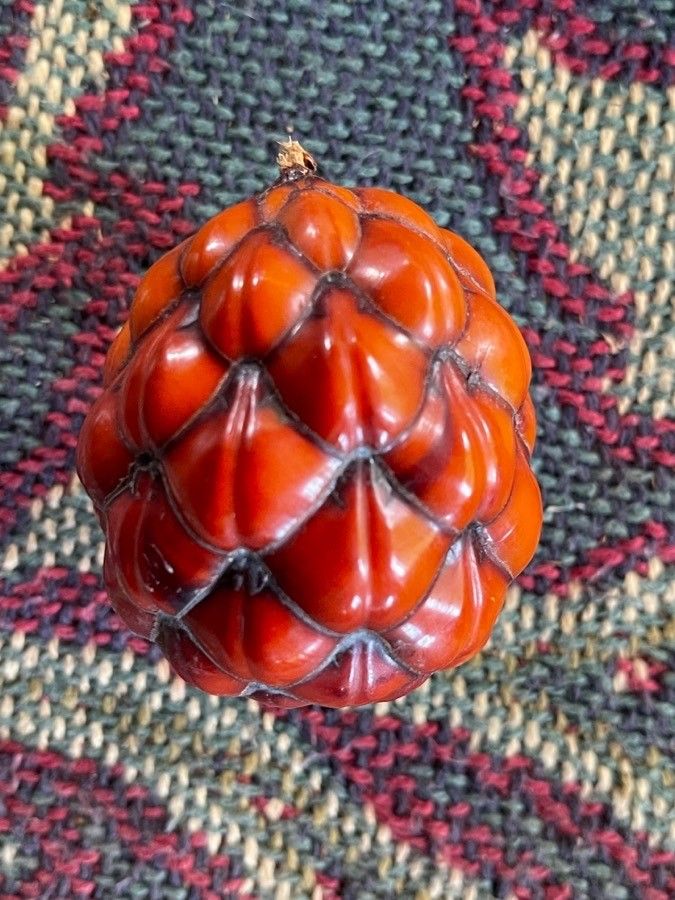 Raphia africana — related species from the same genus