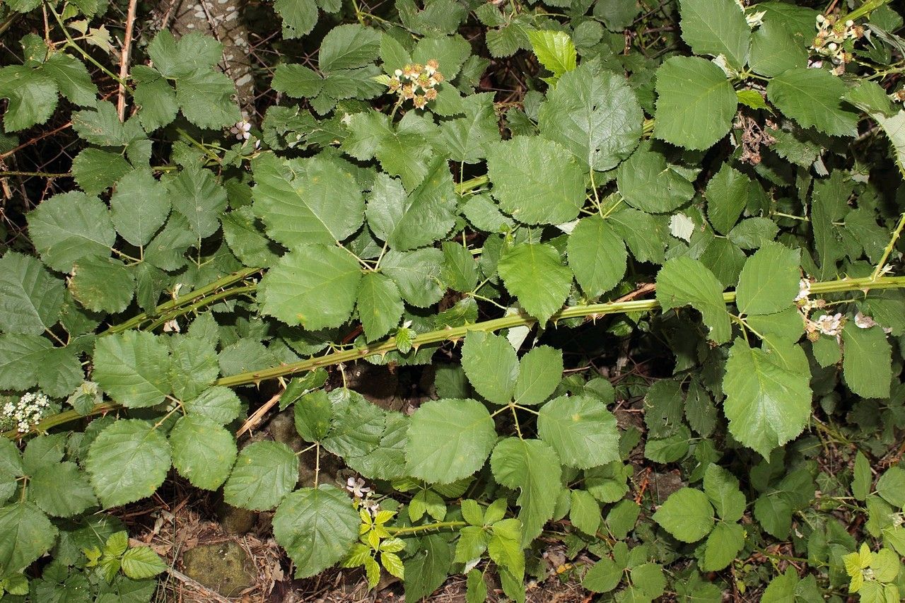 Rubus devitatus — houseplant care guide