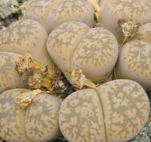 Lithops gesineae — search result for 'Lithops'