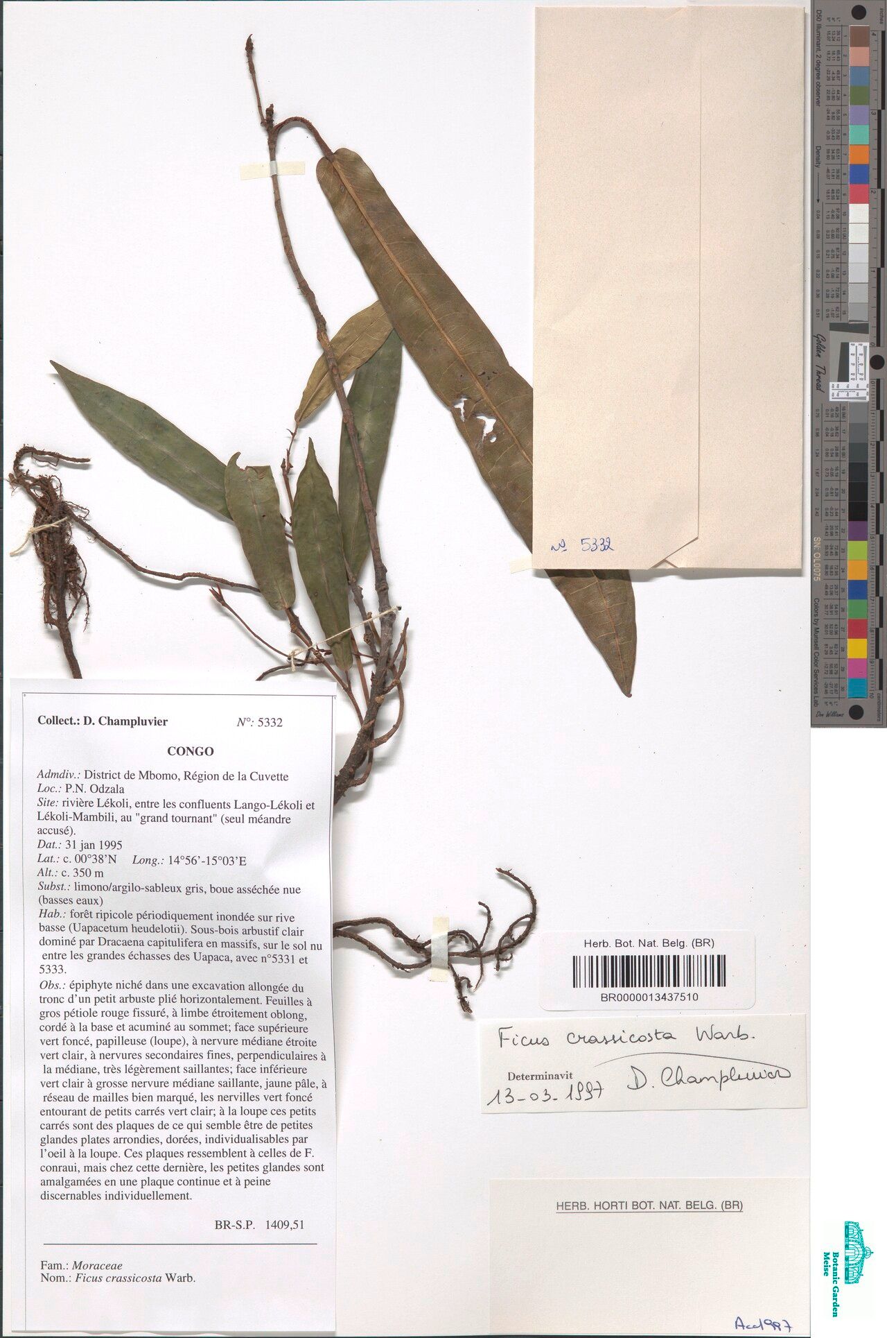 Ficus crassicosta — houseplant care guide