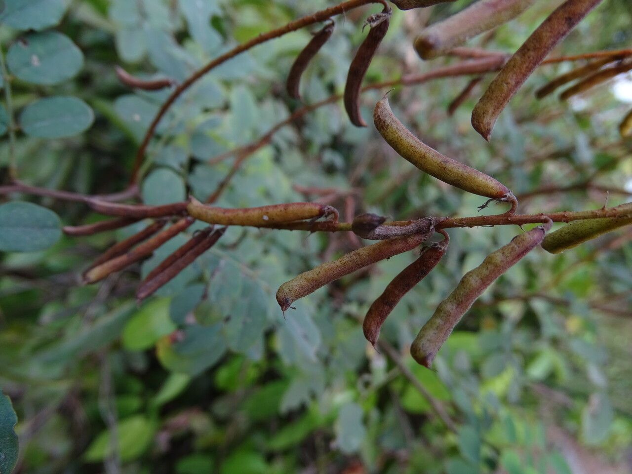 Senna podocarpa fruit