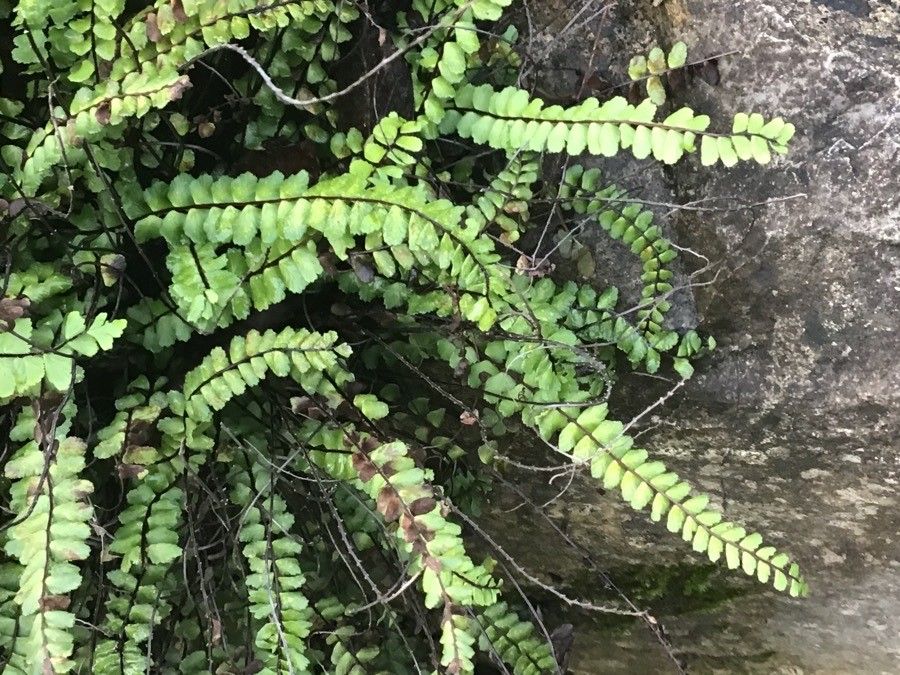 Asplenium sulcatum — search result for 'Asplenium'