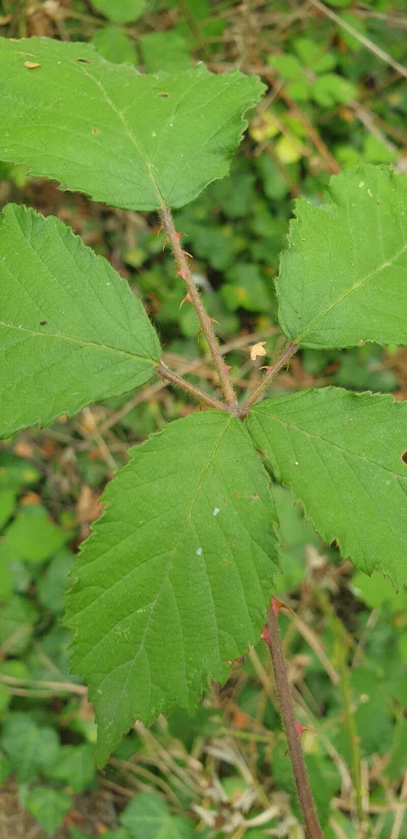 Rubus boraeanus — houseplant care guide