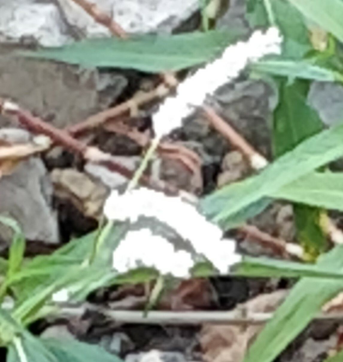 Persicaria senegalensis flower