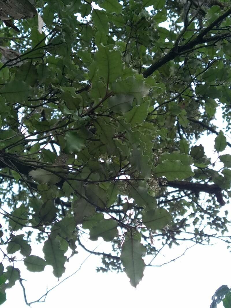 Olearia paniculata — search result for 'Olearia'