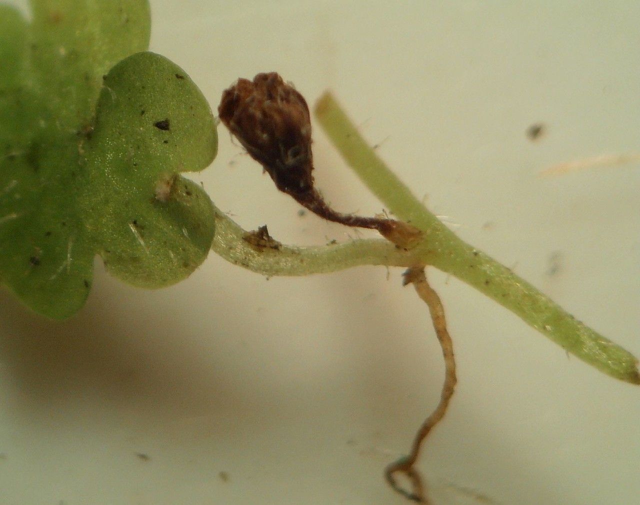 Sibthorpia europaea habit