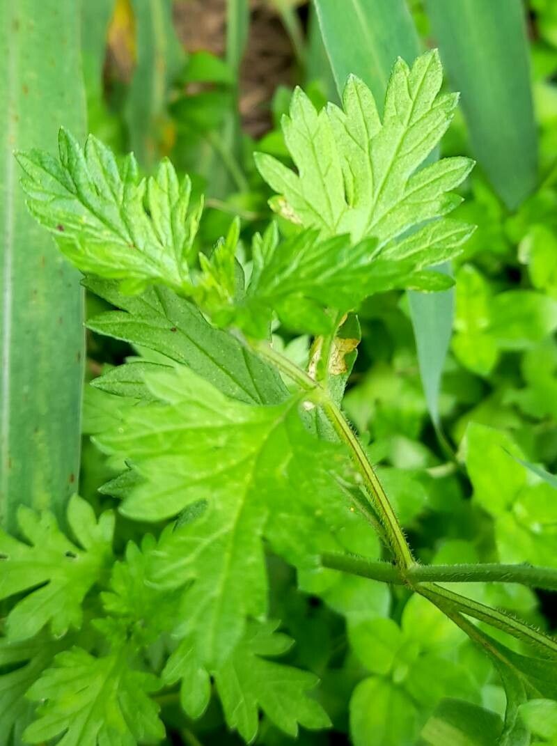 Verbena lilloana — houseplant care guide