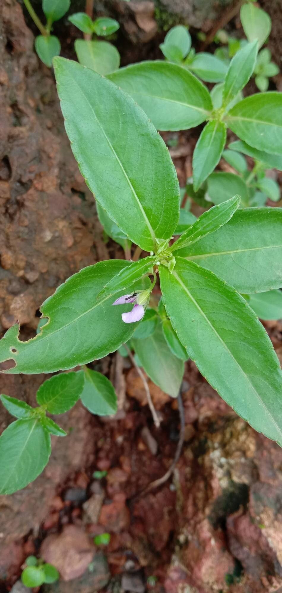 Impatiens minor flower