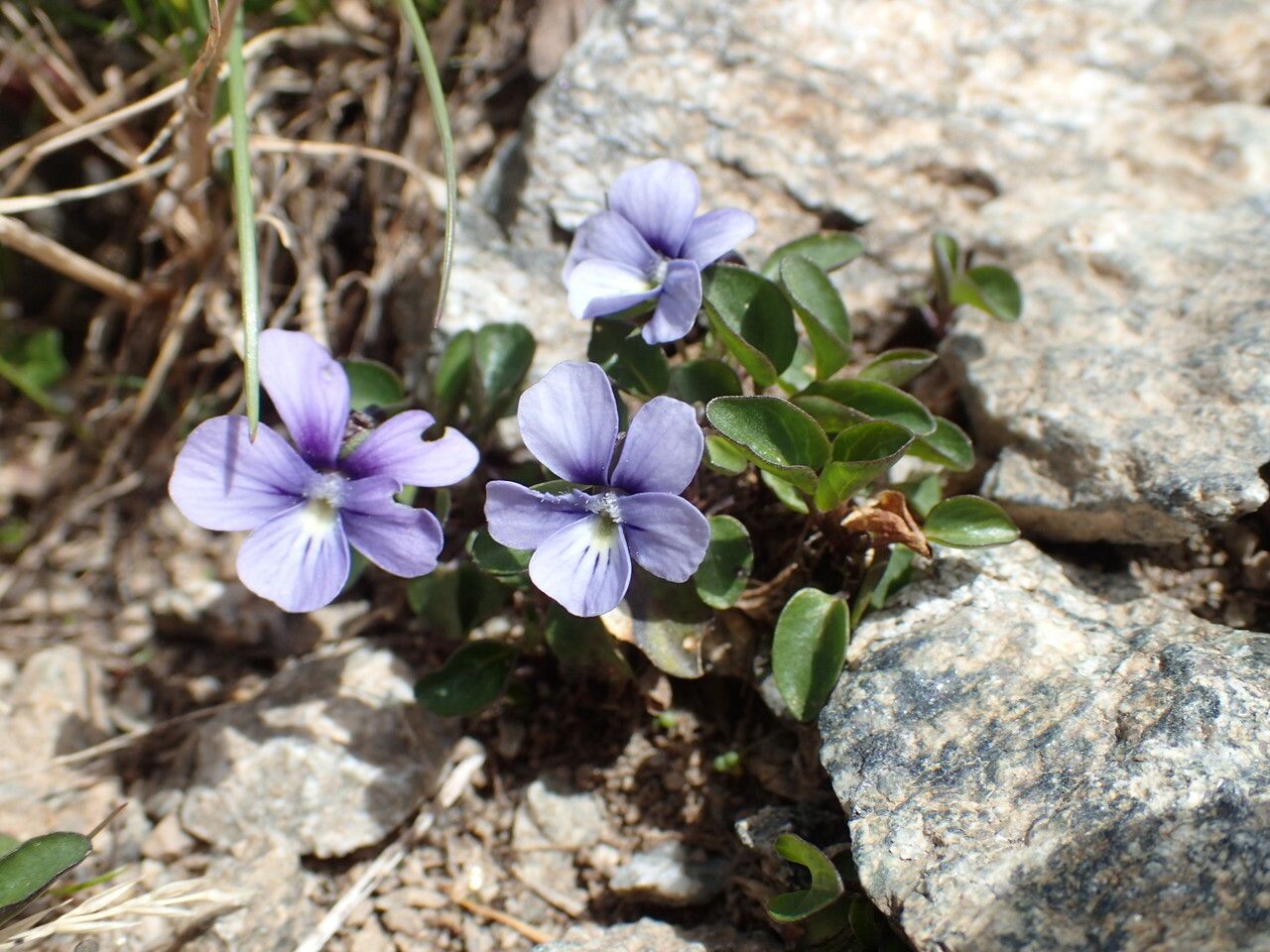 Viola argenteria habit