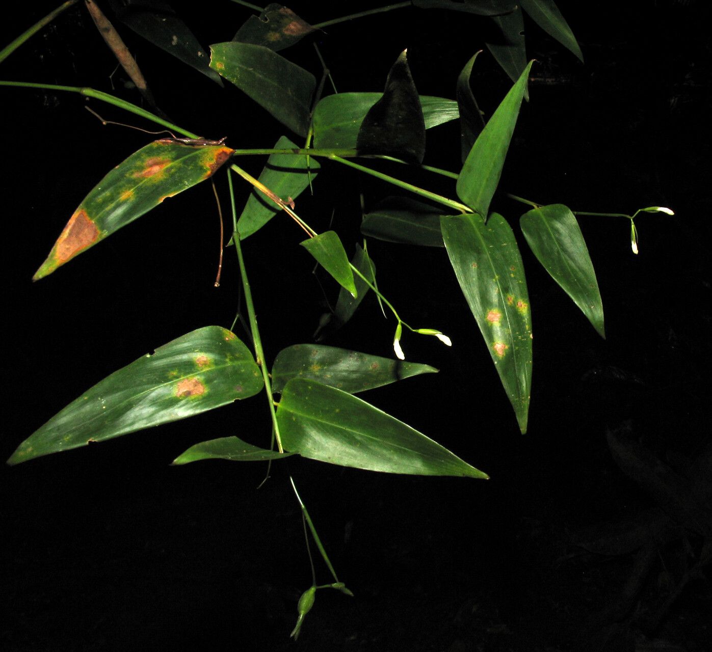 Maranta rupicola — houseplant care guide