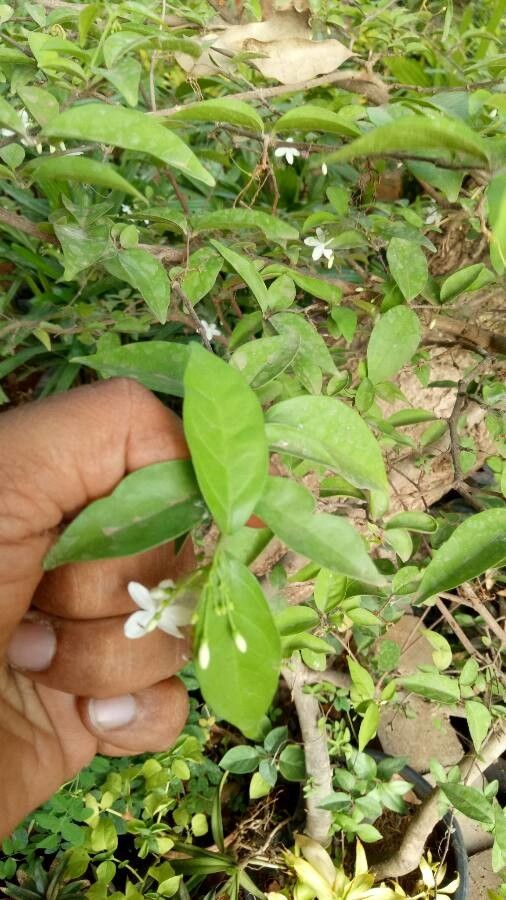 Wrightia tinctoria leaf