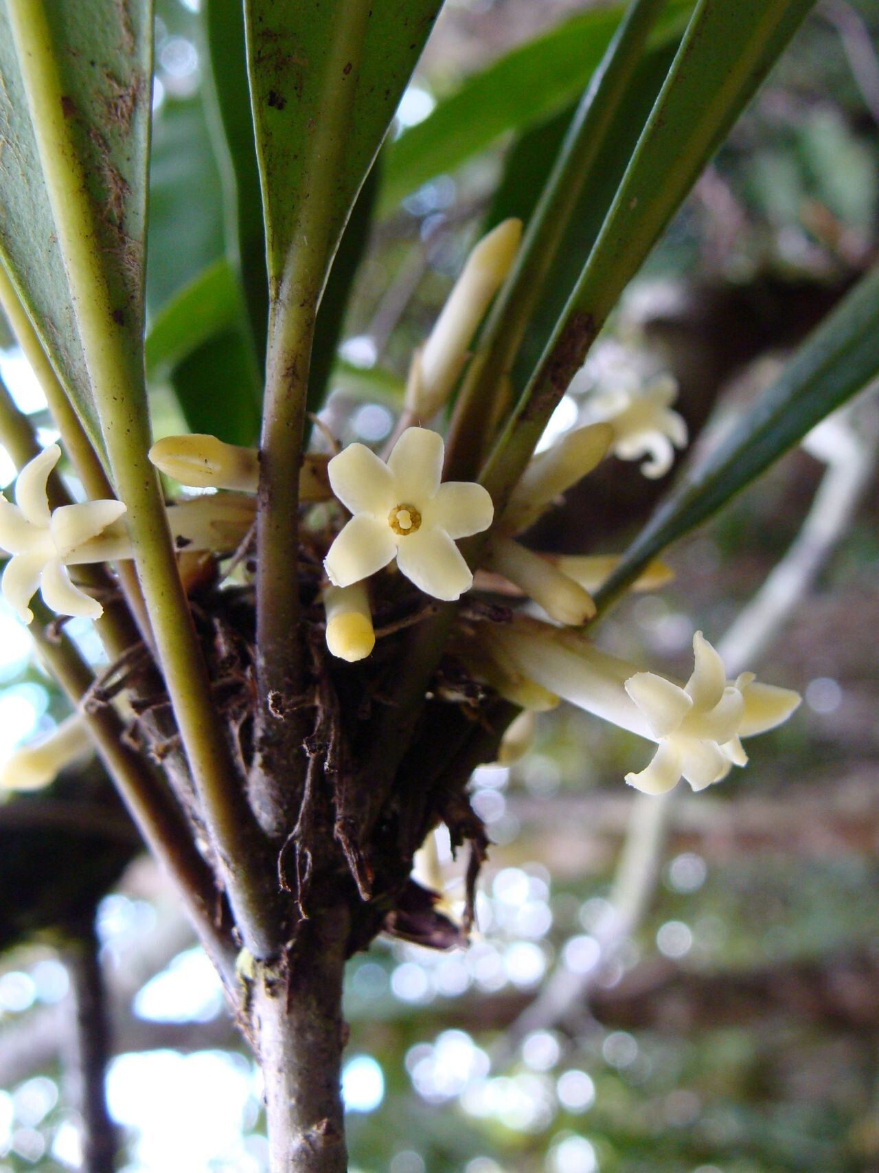 Pittosporum poueboense flower