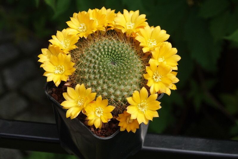 Rebutia marsoneri flower