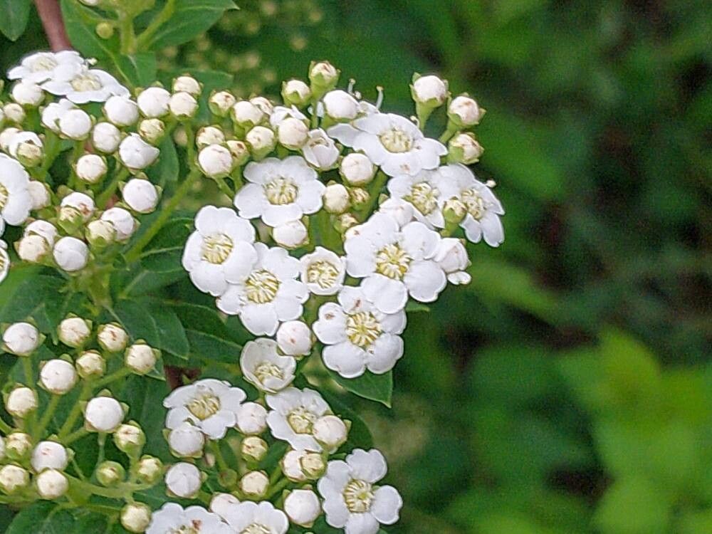 Spiraea canescens flower